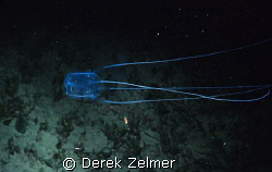 Box jelly at night. by Derek Zelmer 